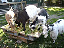 Geitjes op de wijkboerderij