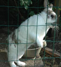 Dierenverzorging op de Niloka